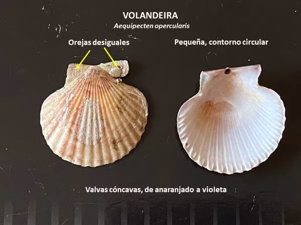Volandeira. Foto: Juan Junoy.