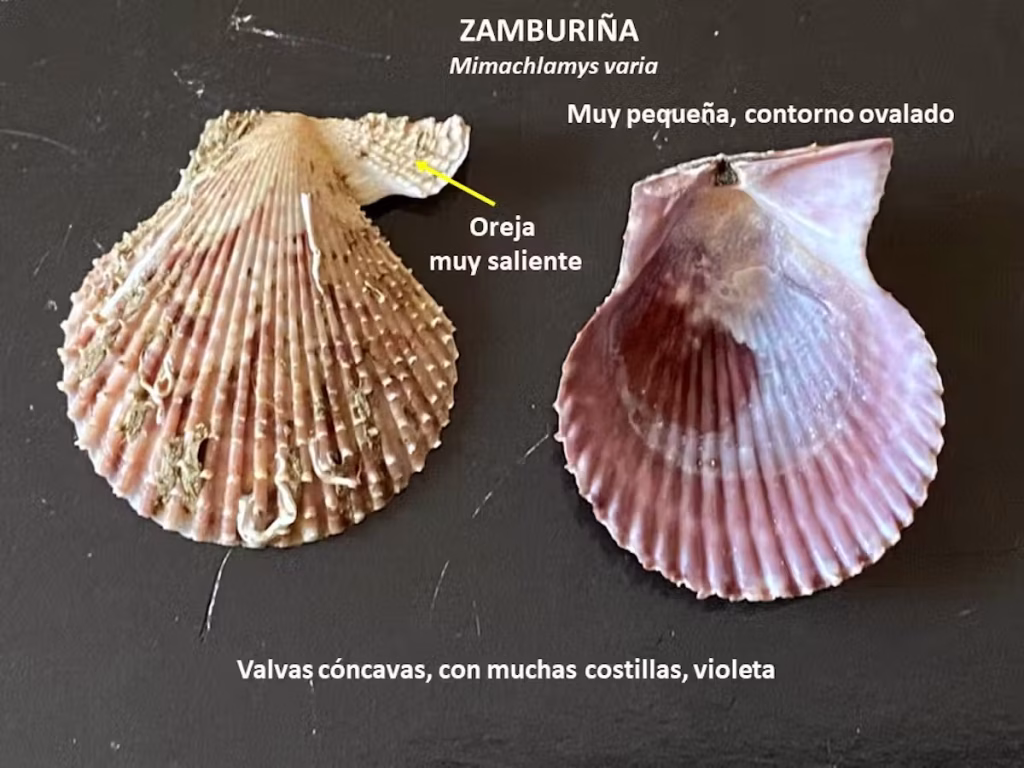 Zamburiña. Foto: Juan Junoy.